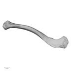 DV14-101 Homo sapiens clavicle left inferior