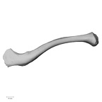 DV14-101 Homo sapiens clavicle left superior