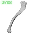 DV14-101 Homo sapiens clavicle left ply