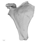 DV14-102 Homo sapiens scapula right anterior