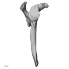DV14-102 Homo sapiens scapula right lateral