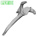DV14-102 Homo sapiens scapula right ply