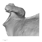 DV14-102 Homo sapiens scapula right anterior