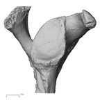 DV14-102 Homo sapiens scapula right lateral