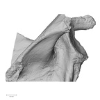 DV14-102 Homo sapiens scapula right posterior