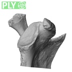 DV14-102 Homo sapiens scapula right ply