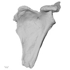 DV14-103 Homo sapiens scapula left anterior