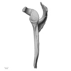 DV14-103 Homo sapiens scapula left lateral