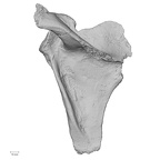 DV14-103 Homo sapiens scapula left posterior