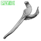 DV14-103 Homo sapiens scapula left ply