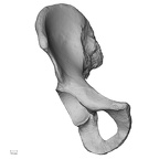 DV14-124 Homo sapiens os coxae right anterior