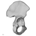 DV14-124 Homo sapiens os coxae right lateral
