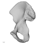 DV14-124 Homo sapiens os coxae right medial