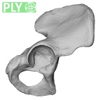 DV14-124 Homo sapiens os coxae right ply