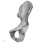 DV14-125 Homo sapiens os coxae left anterior