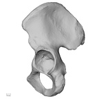 DV14-125 Homo sapiens os coxae left lateral