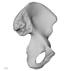 DV14-125 Homo sapiens os coxae left medial