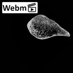 DV14-125 Homo sapiens os coxae left ct stack movie