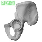 DV14-125 Homo sapiens os coxae left ply