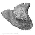 DV14-43 Homo sapiens cervical vertebra third anterior