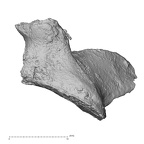 DV14-43 Homo sapiens cervical vertebra third lateral