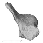 DV14-43 Homo sapiens cervical vertebra third superior