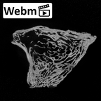 DV14-43 Homo sapiens cervical vertebra third ct stack movie