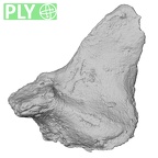 DV14-43 Homo sapiens cervical vertebra third ply