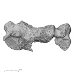 DV14-44 Homo sapiens cervical vertebra fourth anterior