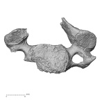 DV14-44 Homo sapiens cervical vertebra fourth inferior