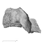 DV14-44 Homo sapiens cervical vertebra fourth lateral