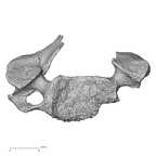 DV14-44 Homo sapiens cervical vertebra fourth superior