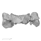 DV14-45 Homo sapiens cervical vertebra fifth anterior