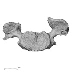 DV14-45 Homo sapiens cervical vertebra fifth inferior