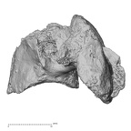 DV14-45 Homo sapiens cervical vertebra fifth lateral