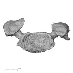 DV14-45 Homo sapiens cervical vertebra fifth superior