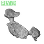 DV14-45 Homo sapiens cervical vertebra fifth ply