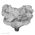 DV14-47 Homo sapiens cervical vertebra seventh anterior