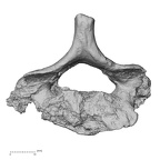 DV14-47 Homo sapiens cervical vertebra seventh inferior