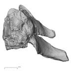 DV14-47 Homo sapiens cervical vertebra seventh lateral