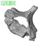 DV14-47 Homo sapiens cervical vertebra seventh ply