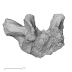 DV14-48 Homo sapiens thoracic vertebra first anterior