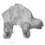 DV14-48 Homo sapiens thoracic vertebra first inferior
