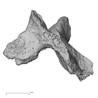 DV14-48 Homo sapiens thoracic vertebra first lateral