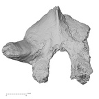 DV14-48 Homo sapiens thoracic vertebra first superior