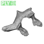 DV14-48 Homo sapiens thoracic vertebra first ply