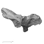 DV14-49 Homo sapiens thoracic vertebra second anterior