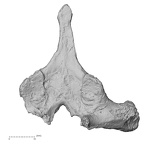 DV14-49 Homo sapiens thoracic vertebra second inferior