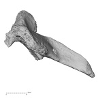 DV14-49 Homo sapiens thoracic vertebra second lateral