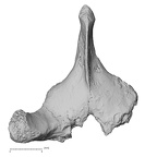 DV14-49 Homo sapiens thoracic vertebra second superior